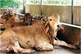 10 હજારમાં શરુ કરો આ બિઝનેસ, દર મહિને થશે 1 લાખની કમાણી! સરકાર આપશે 25% સબસીડી