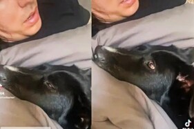 શ્વાનના કાનમાં વ્હિસપરિંગ કરવાથી તે શું રિએક્શન આપે છે, જુઓ આ Video