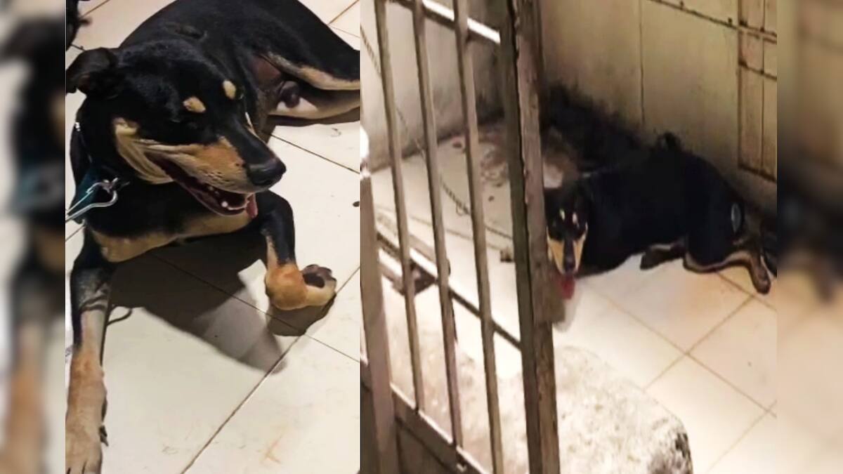 Surat Police Caught Dog with Youth in Night curfew kept dog in Police