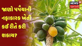 અન્નદાતા: જાણો પપૈયાની નફાકારક ખેતી કઈ રીતે કરી શકાય
