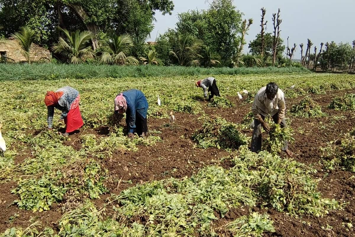  દિનેશ સોલંકી, ગીર સોમનાથ: તૌક્તે વાવાઝોડાને લઈ ગીર પંથકના ખેડૂતોમાં દહેશત છવાઇ ગઇ છે. અડદ, મગ, મગફળી તલ અને કેરી સહિતના પાકોને યુદ્ધના ધોરણે લણવાની શરૂઆત કરી છે.