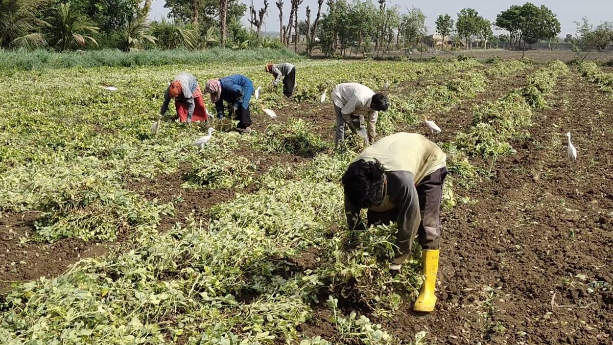  ખેડૂતોનું કહેવું છે કે, વરસાદ અને વાવાઝોડું આવે તો કંઈજ હાથમાં નહિ આવે. થોડી ઘણી કેરી હાથમાં આવે એ માટે યુદ્ધનાં ધોરણે કેરી લણવાની શરૂઆત કરી દીધી છે. સામાન્ય રીતે જેમ કેરી પાક ઉપર આવે તે રીતે કેરીના પાકને લણવામાં આવતો હોય છે. પરંતુ વાવાઝોડાંની આગાહી ને લઈ તમામ ખેડૂતો એક સાથે કેરી ઉતરતા નજરે પડી રહ્યા છે.
