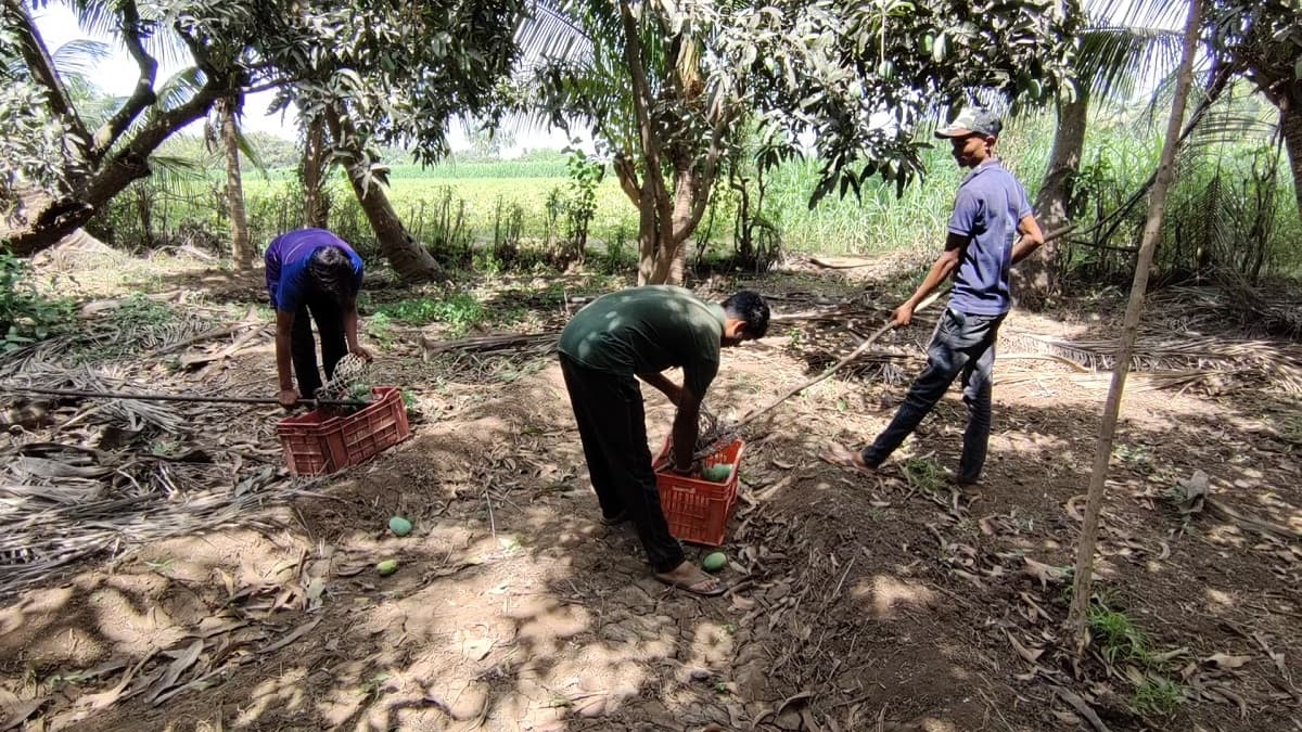  સોમનાથમાં જ્યાં તૌક્તે વાવાઝોડાંને લઈ ખેડૂતો ચિંતાતુર બન્યા છે. ખેડૂતોને ભય છે કે, વરસાદ આવશે અને ભારે પવન ફૂંકાશે તો તમામ મહેનત પર પાણી ફરી વળશે. છેલ્લા ત્રણ 4 મહિનાથી જે પાકો હજારો રૂપિયા ખર્ચીને તૈયાર કર્યા તે નાશ પામશે. જેના કારણે ખેડૂતોએ તાત્કાલિક ધોરણે મગ, અડદ, મગફળી અને તલના પાક લણવાની શરૂઆત કરી દીધી છે. કોરોનાને કારણે હાલ ખેડૂતો માટે વધુ એક સમસ્યા જોવા મળી રહી છે. પાક લણવા માટે મજૂરની જરૂર છે. પરંતુ કોરોનાના કારણે મજૂર મળતા નથી અને એક સાથે તમામ ખેડૂતોને મજૂરની જરૂર હોવાને લઇ મોટી મુશ્કેલી સર્જાય છે.
