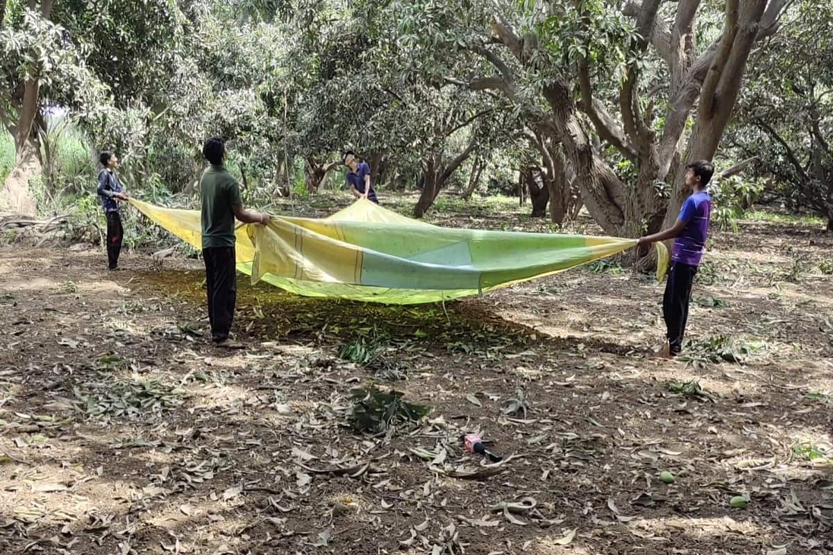  ખેડૂત, ધીરુભાઈ મોરાસિયાનાં જણાવ્યા પ્રમાણે, ગીરમાં અંદાજે 16,000 હેકટરમાં કેરીનું વાવેતર છે. શરૂઆતમાં જ ઝાકળ અને મધિયાના રોગના કારણે કેરીનો પાક ખરી પડ્યો હતો. પરંતુ હવે વાવાઝોડુ આવે તો જે પાક બચયો તે પણ નાશ પામવાની ભીતિને લઈ એક સાથે બધા ખેડૂતો કેરીના પાકને લણવાની શરૂઆત કરી દીધી છે.