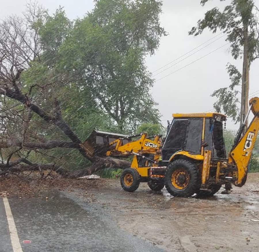  બધાજ ટેકાઓ થડ અને જમીન સાથે પીસ્તાલીસ અંશને ખૂણે (ત્રાંસા) ભરાવવા.જો બેલાખિયા વાળા લાકડાં ન મળે તો  બે લાકડાને એક છેડેથી મજબૂત દોરી કે વાયરથી બાંધીને ઘોડી બનાવીને આવી ઘોડીઓ બધી બાજુ ભરાવી દેવી.ત્યાર બાદ બધાજ ટેકાઓ બરાબર ગોઠવાય ગયા બાદ , સારા સડેલા સેન્દ્રિય ખાતરનો એક ભાગ તથા માટી ત્રણ ભાગનાં મિશ્રણ વડે ખાડો આખો ભરી દેવો. ભરાય ગયા બાદ પણ તેની ઊપર વજન માટે  જમીનથી બે ફૂટ ઊંચે સુધી માટીનો ઢગલો કરી દેવો.