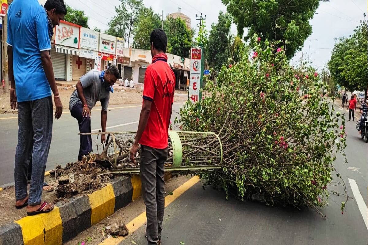 Cyclone Tauktae : વાવાઝોડામાં જમીનદોસ્ત થયેલા વૃક્ષોને આ રીતે ફરી કરી શકાય છે જીવંત