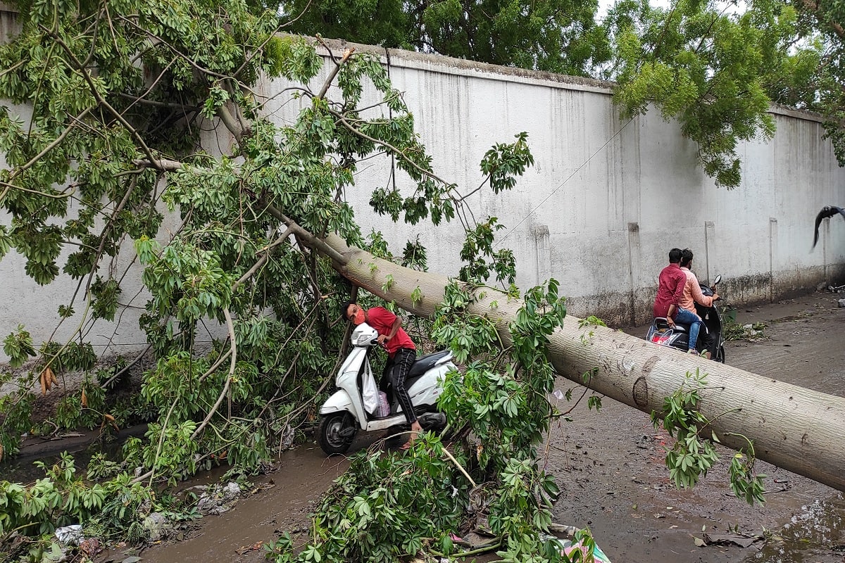  વૃક્ષોને ફરી સજીવન કરવા ધરાશાયી થયેલા વૃક્ષની સહુ પ્રથમતો તેની મોટી-મોટી બધીજ ડાળીઓ કાપી નાખો. થડ બાજુનાં ભાગે આશરે ત્રણેક ફૂટનો ભાગ રાખી દેવો. ડાળીઓ કાપવા માટે કરવતનો જ ઉપયોગ કરવો,કુહાડાનો હરગીજ નહીં. થડ બાજુનાં કપાઇને ખૂલ્લા થયેલા ભાગ ઉપર ચીકણી માટીનો ગારો બનાવીને મલમની જેમ જાડો લેપ લગાડી  દેવો.