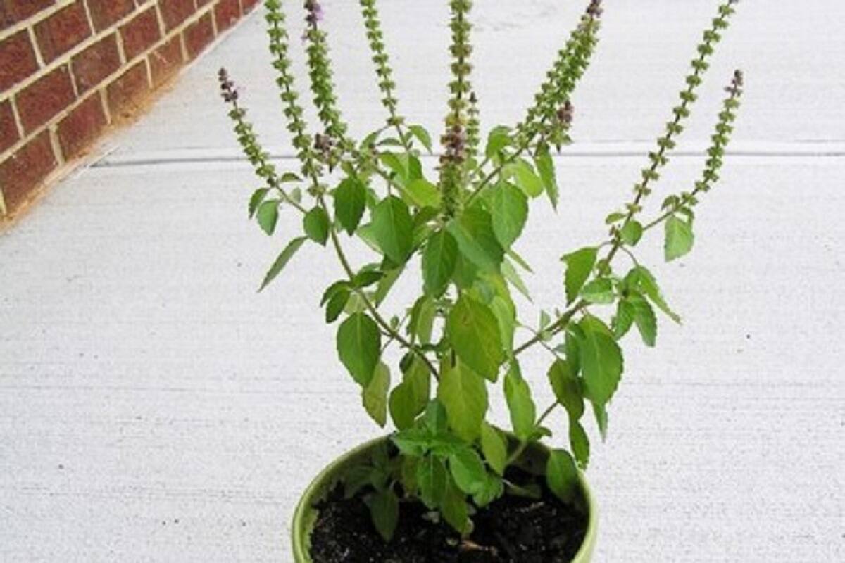 knowthesideeffectsofchewingbasilleaves News18 Gujarati