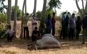 કોરોના મહામારીમાં બનાસકાંઠાના ચાંદરવા ગામે 24 પશુઓના મોતથી પશુપાલકોમાં ફફડાટ!