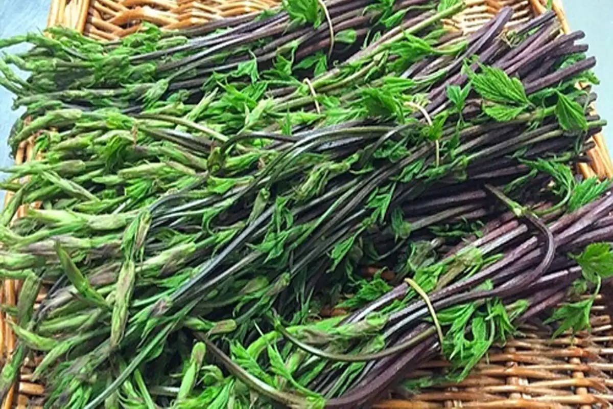 do-you-know-about-hop-shoots-worlds-most-expensive-vegetable-with