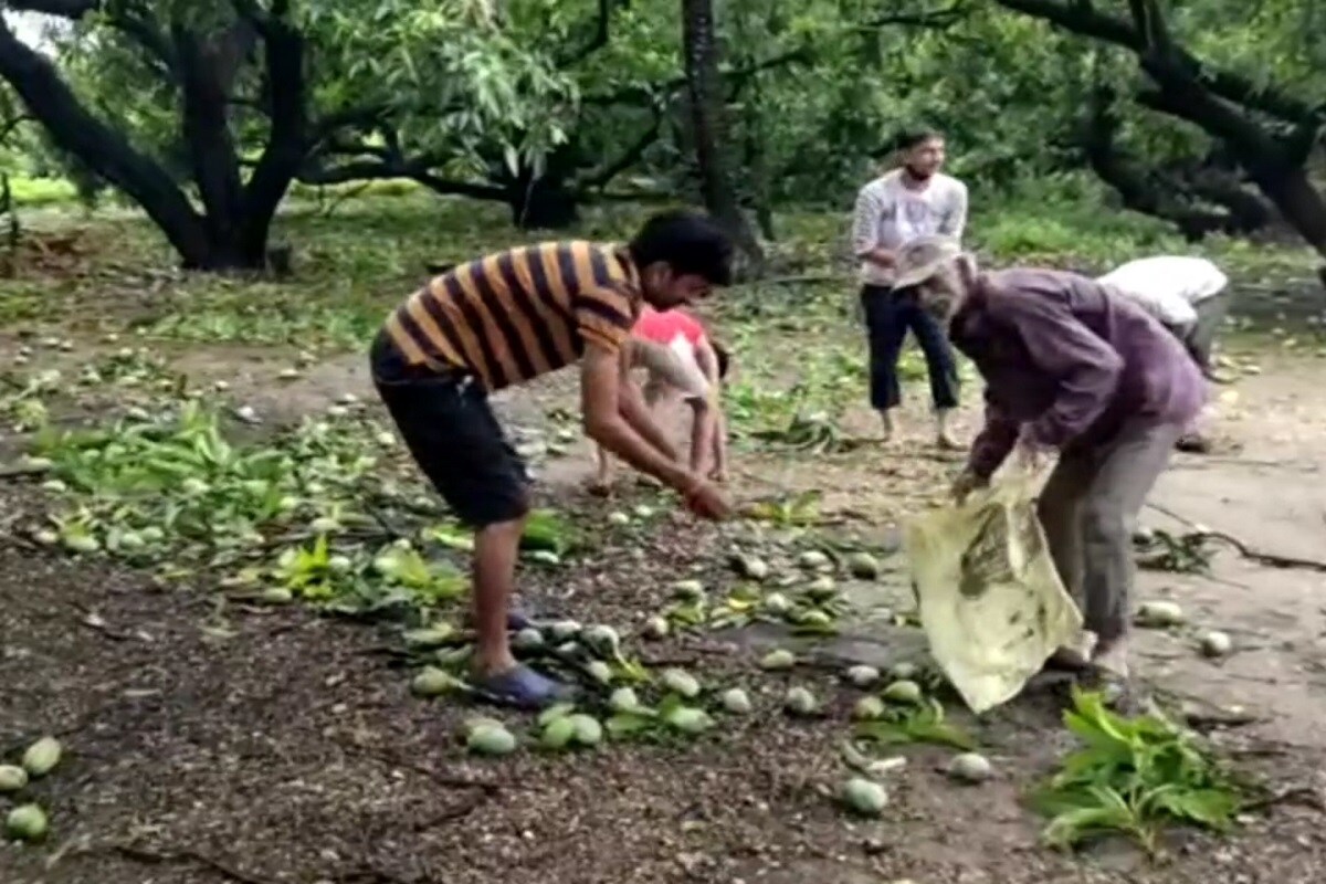 આંબાના બગીચાઓમાં વર્ષે માત્ર એક જ વાર ફાલ આવે છે. ખેડૂતોની આખા વર્ષની મહેનત પર વાવાઝોડું ફરી વળ્યું છે. આંબાઓ પર રહી સહી કેસર પણ 90 ટકા ખરી ગઈ છે. આ ખરેલી કેરીઓ કોઈપણ ભાવે ખરીદવા કોઈ લેવાલ નથી. તાલાળા મેંગો માર્કેટના અધિકારીઓ પણ આ બાબતે ચિંતિત છે. મેંગો માર્કેટના સેક્રેટરીનું કહેવું છે કે કેસર ખરી છે જરૂર પરંતુ હજુ બગડે તેમ નથી જો યોગ્ય માવજત રાખવામાં આવે તો હજુ પણ આ કેસર પાકી ગયા બાદ સ્વાદમાં અનેરી જ રહેશે. આંબાના બગીચાઓમાં વર્ષે માત્ર એક જ વાર ફાલ આવે છે. ખેડૂતોની આખા વર્ષની મહેનત પર વાવાઝોડું ફરી વળ્યું છે. આંબાઓ પર રહી સહી કેસર પણ 90 ટકા ખરી ગઈ છે. આ ખરેલી કેરીઓ કોઈપણ ભાવે ખરીદવા કોઈ લેવાલ નથી. તાલાળા મેંગો માર્કેટના અધિકારીઓ પણ આ બાબતે ચિંતિત છે. મેંગો માર્કેટના સેક્રેટરીનું કહેવું છે કે કેસર ખરી છે જરૂર પરંતુ હજુ બગડે તેમ નથી જો યોગ્ય માવજત રાખવામાં આવે તો હજુ પણ આ કેસર પાકી ગયા બાદ સ્વાદમાં અનેરી જ રહેશે.