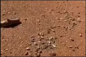 Video: ઓસ્ટ્રેલિયામાં અચાનક પડવા લાગ્યા જીવતા અને મરેલા ઉંદર, લોકો થયા ચકિત