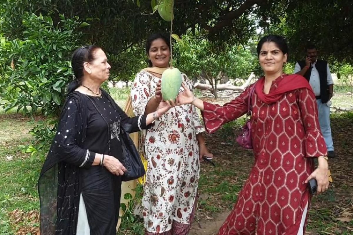 સાબિર ભાભોર, દાહોદઃ દાહોદ (Dahod) નજીક મધ્યપ્રદેશના (Madhya Pradesh) કઠિવાડામાં થતી “નુરજહા’ કેરી (Noorjanha mango) જેનું વજન 2થી 4 કિલો હોય છે અને એક ફૂટ લાંબી થતી એક કેરીની કિમત 1000થી 1200 રૂપિયા છે એને ખરીદવા માટે એડવાન્સ બુકિંગ (Advance booking) કરવું પડે છે. સાબિર ભાભોર, દાહોદઃ દાહોદ (Dahod) નજીક મધ્યપ્રદેશના (Madhya Pradesh) કઠિવાડામાં થતી “નુરજહા’ કેરી (Noorjanha mango) જેનું વજન 2થી 4 કિલો હોય છે અને એક ફૂટ લાંબી થતી એક કેરીની કિમત 1000થી 1200 રૂપિયા છે એને ખરીદવા માટે એડવાન્સ બુકિંગ (Advance booking) કરવું પડે છે.