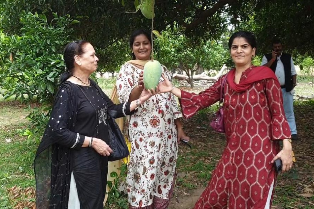 સાબિર ભાભોર, દાહોદઃ દાહોદ (Dahod) નજીક મધ્યપ્રદેશના (Madhya Pradesh) કઠિવાડામાં થતી “નુરજહા’ કેરી (Noorjanha mango) જેનું વજન 2થી 4 કિલો હોય છે અને એક ફૂટ લાંબી થતી એક કેરીની કિમત 1000થી 1200 રૂપિયા છે એને ખરીદવા માટે એડવાન્સ બુકિંગ (Advance booking) કરવું પડે છે.