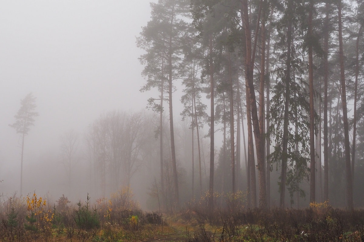  હાલ દક્ષિણ-પશ્ચિમ રાજસ્થાનમાં સાઇક્લોનિક સરક્યુલેશન સક્રિય થયું છે, જેની અસરોથી ગુજરાતમાં ગરમ પવનનું જોર વધતાં ગરમીની સાથે બફારાનો અનુભવ થઇ રહ્યો છે. 11 જૂનથી બંગાળની ખાડીમાં લો-પ્રેશર સક્રિય થશે, જેને કારણે 14 જૂન સુધી દક્ષિણ ગુજરાતમાં અને 15થી 25 જૂન વચ્ચે ગુજરાતમાં ચોમાસાનો પ્રારંભ થવાની સંભાવના હવામાન વિભાગે વ્યક્ત કરી છે. હવામાન વિભાગે જણાવ્યું છે કે, 'બંગાળની ઉત્તર ખાડી અને તેની આસપાસ 11 જૂનના લો પ્રેશર સર્જાશે. 10 જૂનથી અરેબિયન સમુદ્રમાં દક્ષિણ પશ્ચિમ દિશાના પવન વધુ તેજ ગતિએ ફૂંકાશે.
