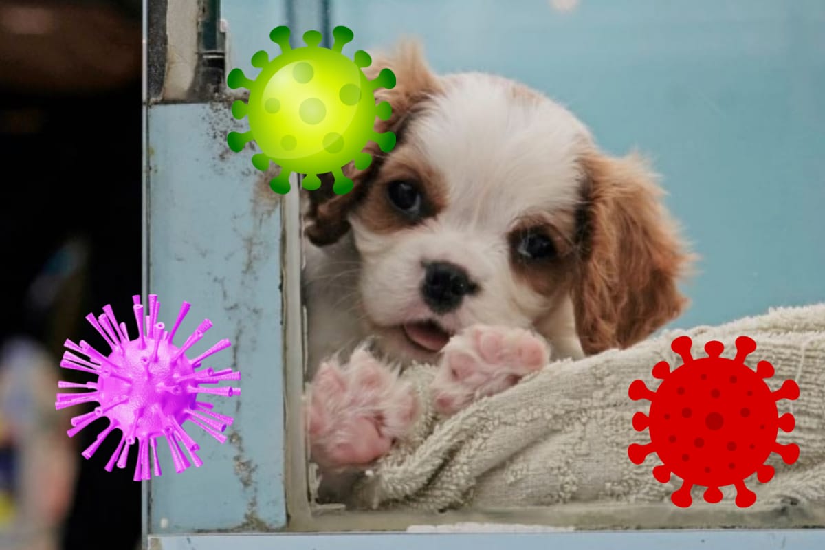  શું તમને કોરોના (Coronavirus) થયો છે? એક સ્ટડી પરથી જાણવા મળ્યું છે કે પાલતુ જાનવરોમાં સંક્રમણ ફેલાવવાનુ જોખમ અધિક હોય છે. સ્ટડી પરથી જાણવા મળ્યું છે કે જો તમને કોરોના થયો છે તો તમારા પાલતુ પ્રાણી કૂતરા અને બિલાડીથી દૂર રહેવું જોઈએ, જેથી તેમને કોરોના સંક્રમણથી બચાવી શકાય. નેધરલેન્ડમાં યુટ્રેચ્ટ યુનિવર્સિટીના સંશોધનકર્તાઓએ જણાવ્યું કે પાલતુ પ્રાણીઓમાં સંક્રમણ મનુષ્યથી ફેલાય છે. એલ્સ બ્રોન્સે જણાવ્યું કે, “જો તમને કોરોના થયો છે તો જે રીતે તમે અન્ય લોકોથી દૂર રહો છો તે રીતે તમારે તમારા પાલતુ પ્રાણીઓ બિલાડી કે કૂતરાથી પણ દૂર રહેવું જોઈએ.” (તસવીર AP)