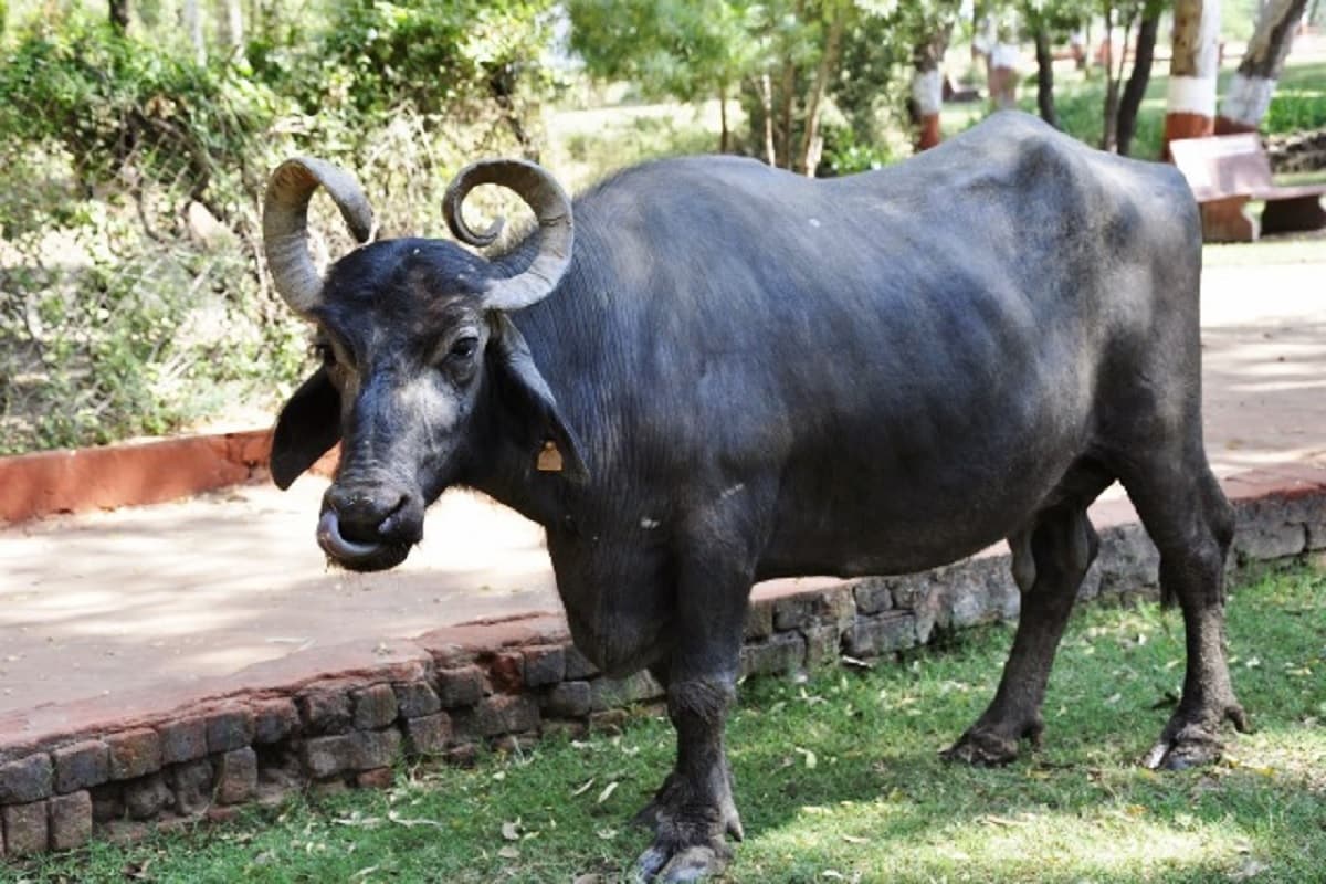 ગાંધીનગર: ભેંસો દારૂનાં નશામાં ઝૂમવા લાગી અને માલિકની ખૂલી ગઇ પોલ
