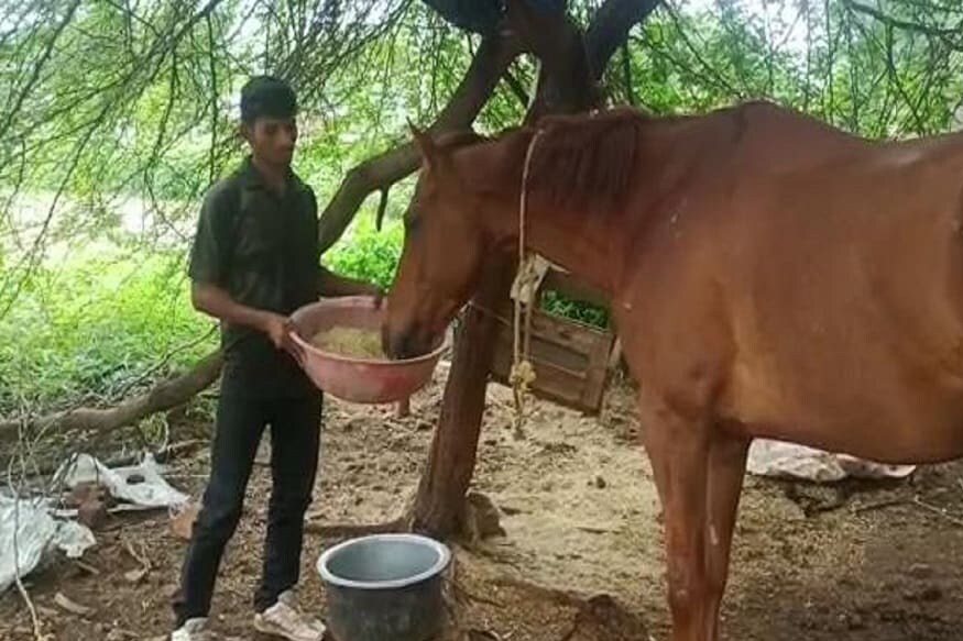 નવીન મેહર, ધાર. તમે સફેદ હાથી પાળવાની કહેવત તો સાંભળી હશે. પરંતુ મધ્ય પ્રદેશ (Madhya Pradesh)ના ધાર (Dhar)ના ધામનોદરમાં એક લાલ ઘોડો (Red Horse), સફેદ હાથી ઉપર પણ ભારે પડી રહ્યો છે. આ લાલ ઘોડો હોર્સ રાઇડિંગ ટીચર (Horse Riding Teacher)ના ગળે પડી ગયો છે. ટીચર સમજી નથી શકતો કે તે કરે તો કરે શું. આવો જાણીએ આ અજબ-ગજબ મામલો. ધામનોદના કુંદા ગામમાં રહેનારા અર્જુન કટારે ધામનોદના હિમાલય સ્કૂલમાં હોર્સ રાઇડિંગ ટીચર હતા. તેઓ કોન્ટ્રાક્ટર સચિન રાઠૌડની અંડરમાં બાળકોને ઘોડેસવારી શીખવાડતા હતા. પરંતુ કોરોના સંક્રમણે બધું વેરવિખેર કરી દીધું. નવીન મેહર, ધાર. તમે સફેદ હાથી પાળવાની કહેવત તો સાંભળી હશે. પરંતુ મધ્ય પ્રદેશ (Madhya Pradesh)ના ધાર (Dhar)ના ધામનોદરમાં એક લાલ ઘોડો (Red Horse), સફેદ હાથી ઉપર પણ ભારે પડી રહ્યો છે. આ લાલ ઘોડો હોર્સ રાઇડિંગ ટીચર (Horse Riding Teacher)ના ગળે પડી ગયો છે. ટીચર સમજી નથી શકતો કે તે કરે તો કરે શું. આવો જાણીએ આ અજબ-ગજબ મામલો. ધામનોદના કુંદા ગામમાં રહેનારા અર્જુન કટારે ધામનોદના હિમાલય સ્કૂલમાં હોર્સ રાઇડિંગ ટીચર હતા. તેઓ કોન્ટ્રાક્ટર સચિન રાઠૌડની અંડરમાં બાળકોને ઘોડેસવારી શીખવાડતા હતા. પરંતુ કોરોના સંક્રમણે બધું વેરવિખેર કરી દીધું.