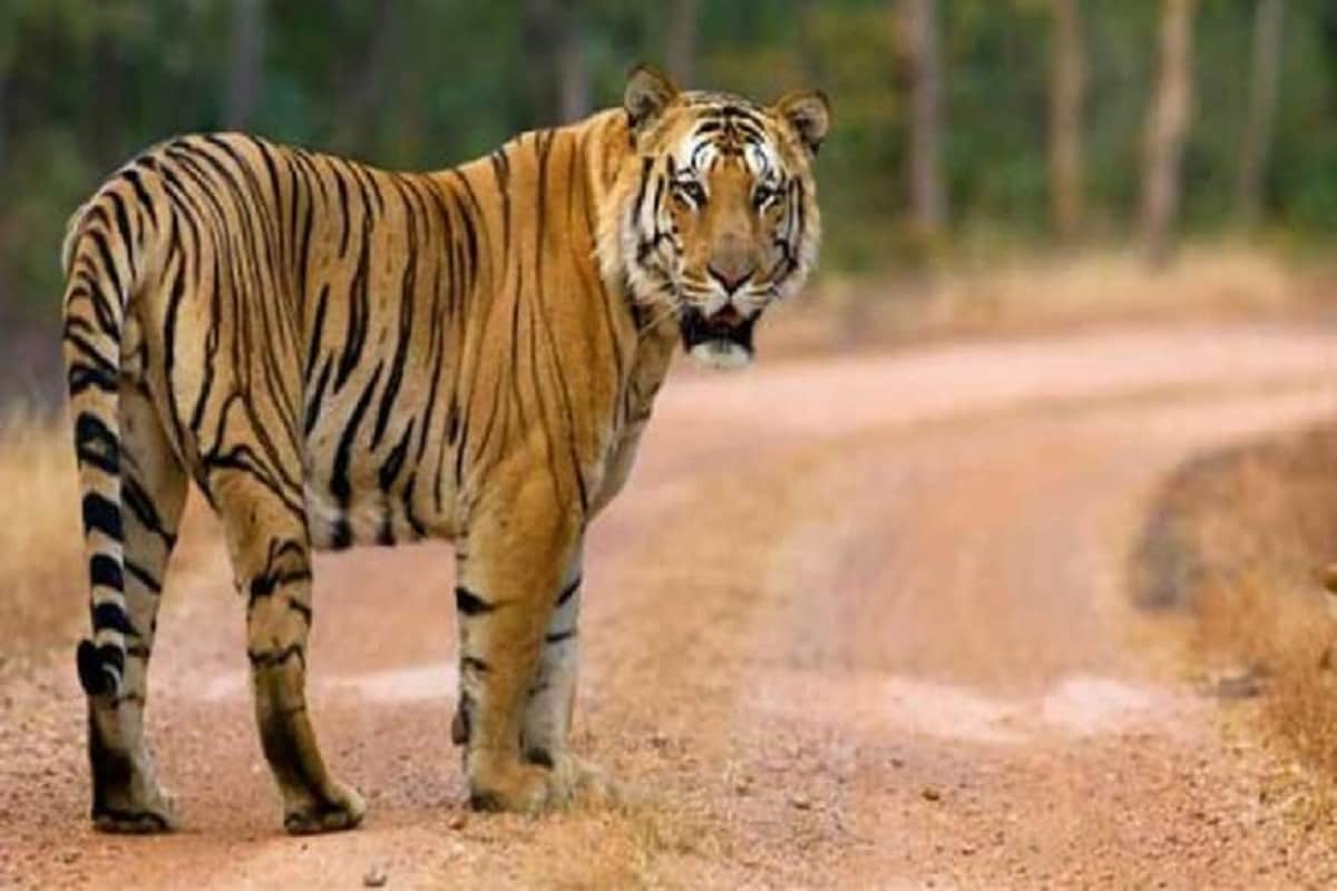 1 - દર વર્ષે 29 જુલાઈના રોજ 'World Tiger Day' મનાવવામાં આવે છે. આની શરૂઆત 2010થી કરવામાં આવી છે.<br />2 - વાઘ (tiger) બિલ્લી પ્રજાતીનું સૌથી મોટુ જાનવર છે. આ સાથે ધ્રુવિય રિંછ અને ભૂરા રિંછ બાદ ધરતી પરનું સૌથી મોટુ માંસાહારી જાનવર છે.<br />3 - એક વાઘની ઉંમર જંગલમાં લગભગ 10 વર્ષ અને પ્રાણી સંગ્રહાલયમાં તેનાથી બે-ઘણી વધારે હોય છે.<br />4 - માદા વાઘ (tiger)નું ગર્ભધારણ 3.5 મહિના હોય છે, તે એક વખતમાં 3થી 4 બચ્ચાને જન્મ આપે છે.<br />5 - વાઘના મગજનું વજન 300 ગ્રામ હોય છે આ તમામ માંસાહારી જાનવરોમાં બીજુ સૌથી મોટુ દિમાગ છે. 1 - દર વર્ષે 29 જુલાઈના રોજ 'World Tiger Day' મનાવવામાં આવે છે. આની શરૂઆત 2010થી કરવામાં આવી છે.<br />2 - વાઘ (tiger) બિલ્લી પ્રજાતીનું સૌથી મોટુ જાનવર છે. આ સાથે ધ્રુવિય રિંછ અને ભૂરા રિંછ બાદ ધરતી પરનું સૌથી મોટુ માંસાહારી જાનવર છે.<br />3 - એક વાઘની ઉંમર જંગલમાં લગભગ 10 વર્ષ અને પ્રાણી સંગ્રહાલયમાં તેનાથી બે-ઘણી વધારે હોય છે.<br />4 - માદા વાઘ (tiger)નું ગર્ભધારણ 3.5 મહિના હોય છે, તે એક વખતમાં 3થી 4 બચ્ચાને જન્મ આપે છે.<br />5 - વાઘના મગજનું વજન 300 ગ્રામ હોય છે આ તમામ માંસાહારી જાનવરોમાં બીજુ સૌથી મોટુ દિમાગ છે.