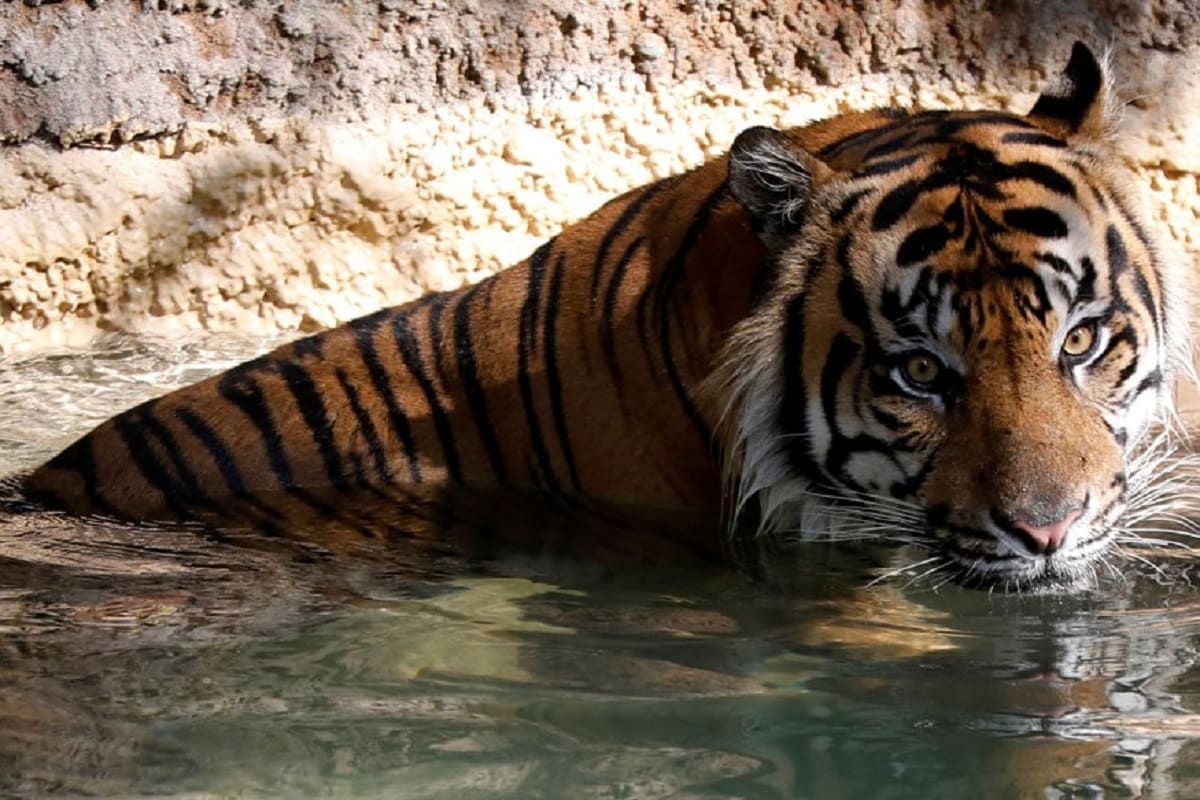 6 - એક ટાઈગર (tiger)ની ટ્રોંગ એટલી મજબૂત હોય છે કે, તે મર્યા બાદ પણ થોડો સમય ઉભો રહી શકે છે.<br />7 - વાઘ નવ પ્રકારના હોય છે, પરંતુ છેલ્લા 80 વર્ષમાં ત્રણ પ્રકારના વાઘ વિલુપ્ત થઈ ગયા.<br />8 - એક વાઘનું 300 કિલો વજન અને 13 ફૂટ સુધી લાંબો હોઈ શકે છે<br />9 - સફેદ રંગનો વાઘ પેદા થવાના ચાંસીસ 10000માંથી કોઈ એકને છે.<br />10 - વાઘના શરીર પર મળતી ડિઝાઈન પણ આપણી ફિંગરપ્રિંટની જેમ યૂનિક હોય છે. 6 - એક ટાઈગર (tiger)ની ટ્રોંગ એટલી મજબૂત હોય છે કે, તે મર્યા બાદ પણ થોડો સમય ઉભો રહી શકે છે.<br />7 - વાઘ નવ પ્રકારના હોય છે, પરંતુ છેલ્લા 80 વર્ષમાં ત્રણ પ્રકારના વાઘ વિલુપ્ત થઈ ગયા.<br />8 - એક વાઘનું 300 કિલો વજન અને 13 ફૂટ સુધી લાંબો હોઈ શકે છે<br />9 - સફેદ રંગનો વાઘ પેદા થવાના ચાંસીસ 10000માંથી કોઈ એકને છે.<br />10 - વાઘના શરીર પર મળતી ડિઝાઈન પણ આપણી ફિંગરપ્રિંટની જેમ યૂનિક હોય છે.