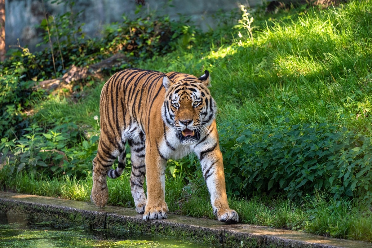 International Tiger Day : આજે વર્લ્ડ ટાઈગર દિવસ (world tiger day) છે. તમે એક સ્લોગન તો સાંભળ્યું હશે Save The Tiger. તમને જાણીને નવાઈ લાગશે કે ધરતી પર બસ માત્ર એટલા વાઘ બચ્યા છે કે, જો માણસની વસ્તી સાથે વહેંચવામાં આવે તો, 20 લાખ લોકો વચ્ચે એક જ વાઘ (tiger)આવે. આ કારણથી વાઘને બચાવવાની મુહિમ ચલાવવામાં આવી રહી છે. ખુશીની વાત એ છે કે, વાઘની સંખ્યા (Tiger population)માં વધારો થઈ રહ્યો છે. તો જોઈએ વાઘ વિશેના 25 રસપ્રદ તથ્યો (tiger interesting stories). ફોટો - shutterstock International Tiger Day : આજે વર્લ્ડ ટાઈગર દિવસ (world tiger day) છે. તમે એક સ્લોગન તો સાંભળ્યું હશે Save The Tiger. તમને જાણીને નવાઈ લાગશે કે ધરતી પર બસ માત્ર એટલા વાઘ બચ્યા છે કે, જો માણસની વસ્તી સાથે વહેંચવામાં આવે તો, 20 લાખ લોકો વચ્ચે એક જ વાઘ (tiger)આવે. આ કારણથી વાઘને બચાવવાની મુહિમ ચલાવવામાં આવી રહી છે. ખુશીની વાત એ છે કે, વાઘની સંખ્યા (Tiger population)માં વધારો થઈ રહ્યો છે. તો જોઈએ વાઘ વિશેના 25 રસપ્રદ તથ્યો (tiger interesting stories). ફોટો - shutterstock