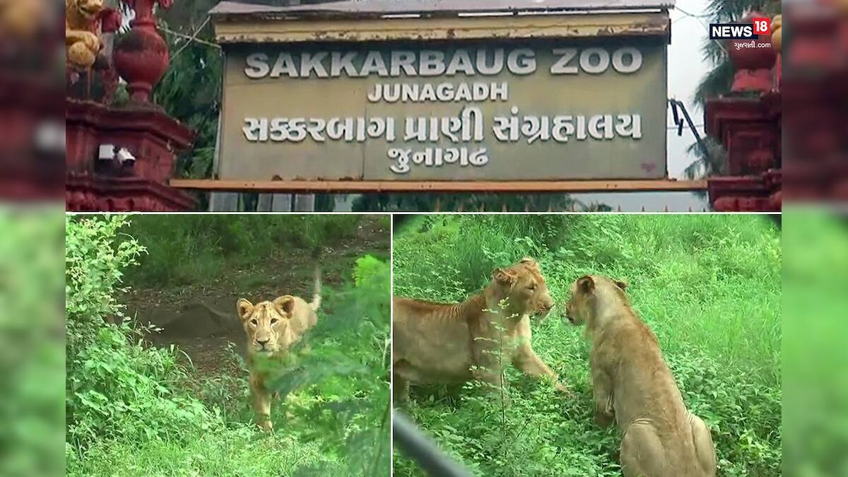 Lions of Junagadh Sakkarbaug zoo Breeding center to sent Across india