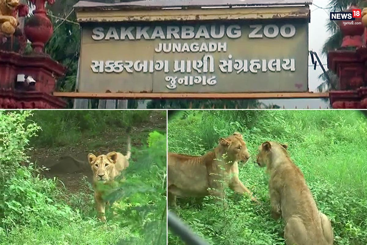  અતુલ વ્યાસ, જૂનાગઢ : જૂનાગઢના સક્કર બાગ ઝૂમાંથી (Junagadh Sakkar bagh zoo) જેટલા સિંહોનો જથ્થો અનામત રાખવાની સૂચના સરકાર દ્વારા આપવામાં આવી છે. દેશના એક માત્ર લાયન બ્રિડિંગ સેન્ટર (Lions Breeding Center) એવા જૂનાગઢ સક્કર બાગ ઝૂના સિંહો દેશના જુદા જુદા ઝૂને આપવામાં આવશે. જોકે, આ સિંહો એનિમલ એક્સચેન્જ પ્રોગ્રામ (Animal Exchange) હેઠળ આપવામાં આવનાર છે જેના બદલમાં કેવડિયા જંગલ સફારીના વિકાસનું આયોજન છે. કેવડિયા સ્ટેચ્યૂ ઓફ યુનિટીમાં દેશનું સૌથી મોટું જંગલ સફારી પાર્ક (Statue Of Unity Jungle Safari Park) બનાવવાનું આયોજન છે. આ સફારી પાર્કના વિકાસ માટે જુદા જુદા પશુ-પક્ષી પ્રાણીઓની જરૂરિયાત સર્જાઈ છે જેને મેળવવા માટે સક્કર બાગ ઝૂના સિંહોનો સહારો લેવામાં આવશે.