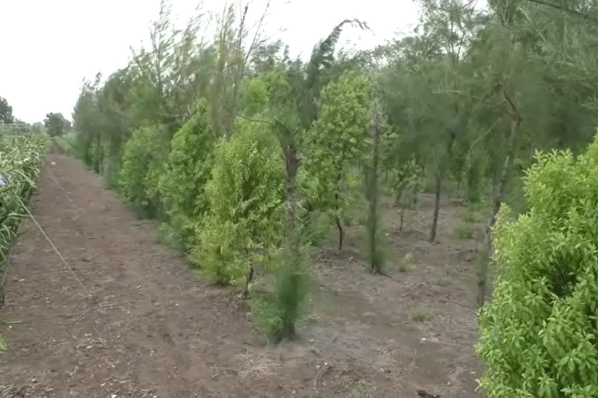  આ સાથે ભવાનજીભાઈ અન્ય ખેડૂતોને પણ ચંદનનું વાવેતર કરવા માટે જણાવે છે, સાથે સરકાર પણ ચંદનની ખેતી કરતા ખેડૂતોને પ્રોત્સાહિત કરે છે, સાથે વૃક્ષના હિસાબે 120 રૂપિયા વૃક્ષ સામે 30 રૂપિયાની સબસીડી પણ આપે છે. ભવાનજીભાઈ કેરેલ ચંદનના વાવેતરને જોવા માટે અનેક ખેડૂતો આવે છે અને ચંદનની ખેતી જોઈને આશ્ચર્ય પણ કરે છે, સાથે અહીં આવતા ખેડૂતો પણ ચંદનની ખેતી કરવા પ્રેરાય છે અને આ બાબતની તમામ માહિતી ભવાનજીભાઈ તેમને હોસે-હોસે આપે છે, અને સરકારની ચંદનના વાવેતરની નીતિ અને સબસીડીથી પ્રભાવિત થઇ રહ્યા છે અને આવતા ભવિષ્યમાં અહીં ચંદનનું વાવેતર વધે તેવી શક્યતા છે.