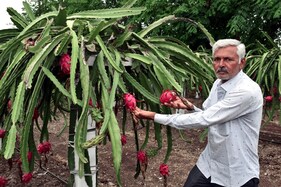જામનગર : ડ્રેગનની ખેતી કરી ખેડૂત એક જ સિઝનમાં 3 લાખ રૂપિયા કરતા વધારે મેળવે છે નફો