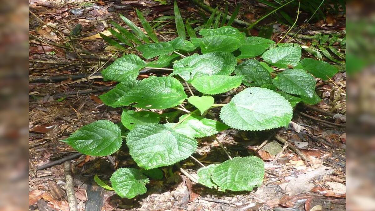 Gympiegympie plant is the most weird plant gives unbearable plain even