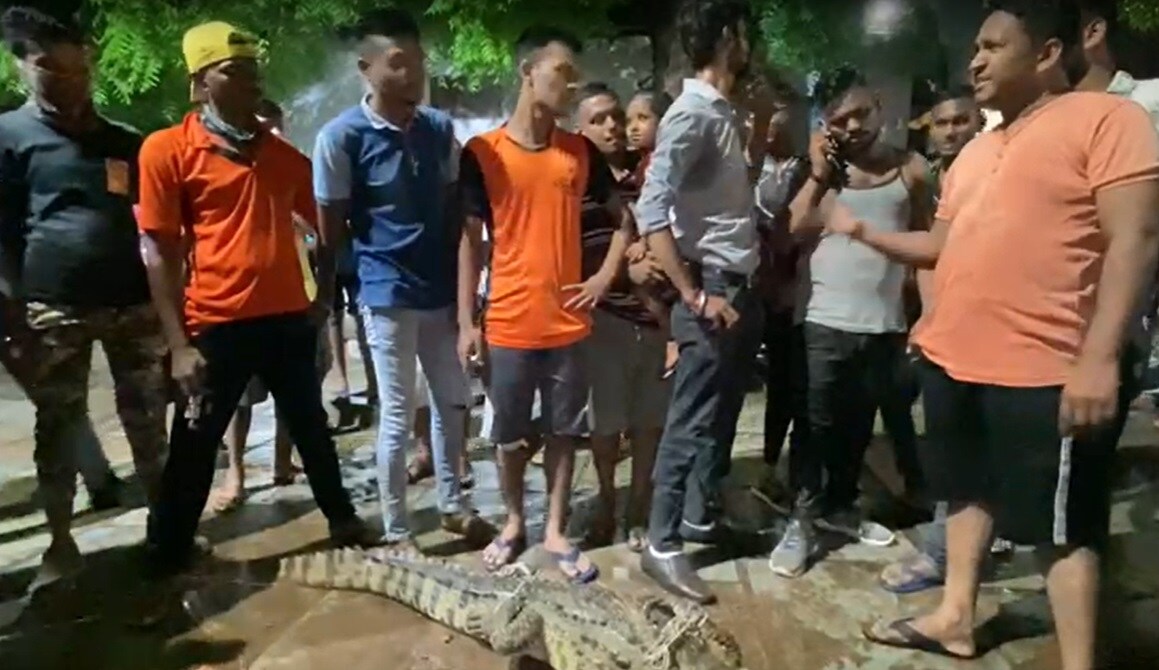 બનાવની વિગતો એવી છે કે વડોદરાની વિશ્વાસમિત્રી નદી એશિયામાં એક શહેરની વચ્ચે વસતાં સૌથી મગરોનું ઘર છે. અહીંયા શહેરની વચ્ચેથી પસાર થતી 18 કિલોમીટર જેલી લાંબી નદીમાં આશરે 240થી વધુ મગરો વસે છે. બનાવની વિગતો એવી છે કે વડોદરાની વિશ્વાસમિત્રી નદી એશિયામાં એક શહેરની વચ્ચે વસતાં સૌથી મગરોનું ઘર છે. અહીંયા શહેરની વચ્ચેથી પસાર થતી 18 કિલોમીટર જેલી લાંબી નદીમાં આશરે 240થી વધુ મગરો વસે છે.