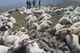 Viral News: આકાશથી એક સેકન્ડમાં આવ્યું ‘મોત’, ખેતરમાં ચરતાં 500 ઘેટાંનાં મોત
