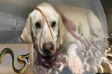 Hero Dog: વફાદારીનું શ્રેષ્ઠ ઉદાહરણ, કૂતરાએ જીવના જોખમે સાપથી બચાવ્યો માલિકનો જીવ