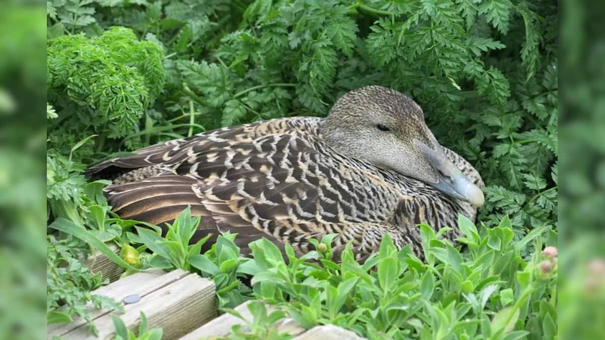 Eiderdown, the world's most expensive feathers News18 Gujarati