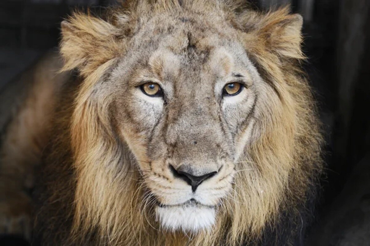 World Lion Day: ગુજરાતનાં આ વિસ્તારમાં છે 'સિંહનું સ્મારક', લોકો માને છે અહીં માનતા