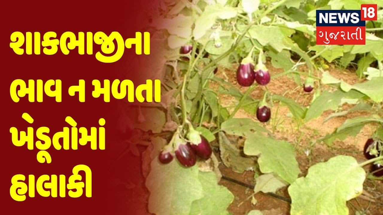 Panchmahal | શાકભાજીના ભાવ ન મળતા ખેડૂતોમાં હાલાકી