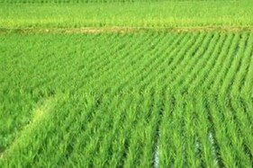 PM KISAN Nidhi : 2 હેકટરથી વધુ જમીન ધરાવતા ખેડૂતો પીએમ કિસાન યોજનાના 9 માં હપ્તાના હકદાર છે? જાણો ડિટેલ્સ