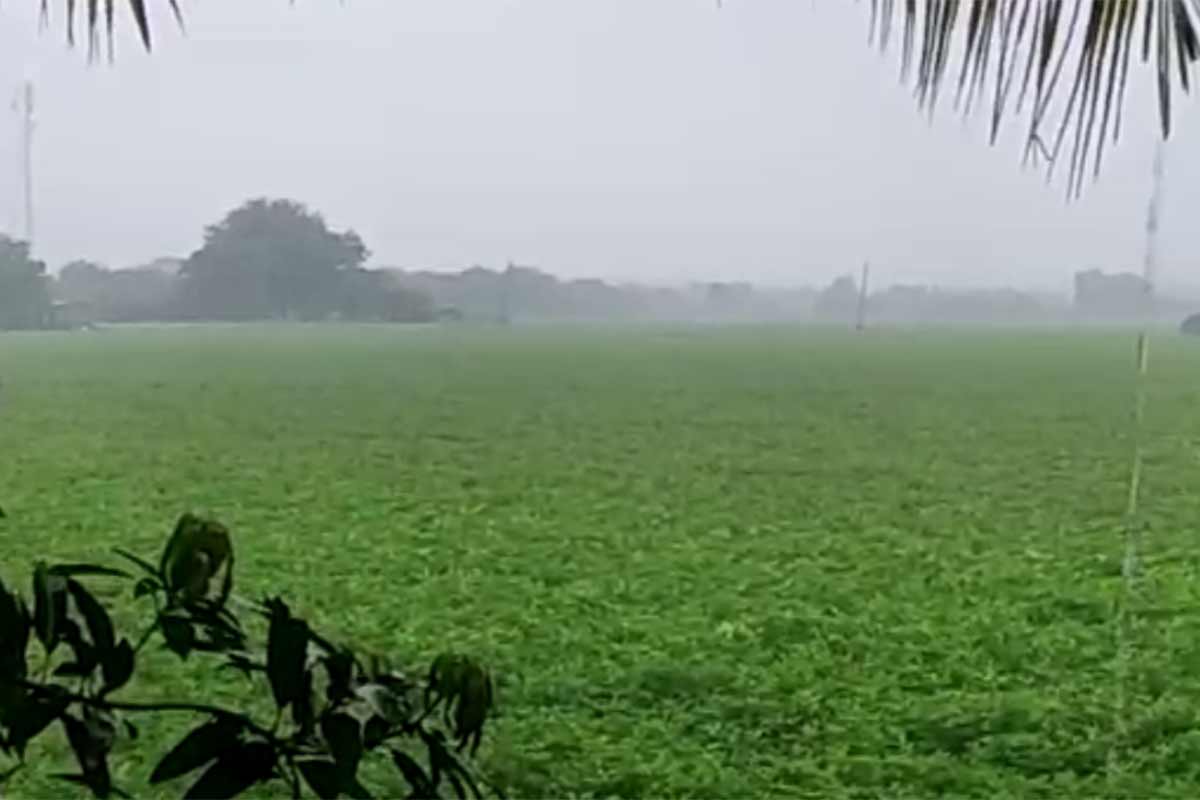 અમદાવાદ: રાજ્યમાં અમુક વિસ્તારોને બાદ કરતા તમામ સ્થળોએ સારો એવો વરસાદ પડ્યો છે. હાલ વરસાદમાં 14% જેટલી ઘટ છે. આ દરમિયાન હવામાન વિભાગે (Weather department) આગામી પાંચ દિવસ સુધી મધ્યમ વરસાદની આગાહી (Gujarat rain forecast) આપી છે. જેમાં 27મી અને 28 સપ્ટેમ્બરના રોજ સાર્વત્રિક વરસાદ પડી શકે છે. રાજસ્થાનમાં સર્જાયેલા સર્ક્યુલેશનથી ગુજરાતમાં હાલ વરસાદી માહોલ છવાયો છે અને આગામી પાંચ દિવસ સુધી પણ વરસાદ પડી શકે છે. રાજ્યમાં અત્યારસુધી સરેરાશ 81.34 ટકા વરસાદ (Gujarat average rain) પડ્યો છે. હવામાન વિભાગની આગાહી પ્રમાણે, ગુજરાતમાં આગામી પાંચ દિવસમાં રાજ્યના સૌરાષ્ટ્ર, દક્ષિણ ગુજરાતમાં મધ્યમ વરસાદ અને સૌરાષ્ટ્રના કેટલાક વિસ્તારોમાં પવન સાથે છૂટોછવાયો વરસાદ પડશે. અમદાવાદ: રાજ્યમાં અમુક વિસ્તારોને બાદ કરતા તમામ સ્થળોએ સારો એવો વરસાદ પડ્યો છે. હાલ વરસાદમાં 14% જેટલી ઘટ છે. આ દરમિયાન હવામાન વિભાગે (Weather department) આગામી પાંચ દિવસ સુધી મધ્યમ વરસાદની આગાહી (Gujarat rain forecast) આપી છે. જેમાં 27મી અને 28 સપ્ટેમ્બરના રોજ સાર્વત્રિક વરસાદ પડી શકે છે. રાજસ્થાનમાં સર્જાયેલા સર્ક્યુલેશનથી ગુજરાતમાં હાલ વરસાદી માહોલ છવાયો છે અને આગામી પાંચ દિવસ સુધી પણ વરસાદ પડી શકે છે. રાજ્યમાં અત્યારસુધી સરેરાશ 81.34 ટકા વરસાદ (Gujarat average rain) પડ્યો છે. હવામાન વિભાગની આગાહી પ્રમાણે, ગુજરાતમાં આગામી પાંચ દિવસમાં રાજ્યના સૌરાષ્ટ્ર, દક્ષિણ ગુજરાતમાં મધ્યમ વરસાદ અને સૌરાષ્ટ્રના કેટલાક વિસ્તારોમાં પવન સાથે છૂટોછવાયો વરસાદ પડશે.