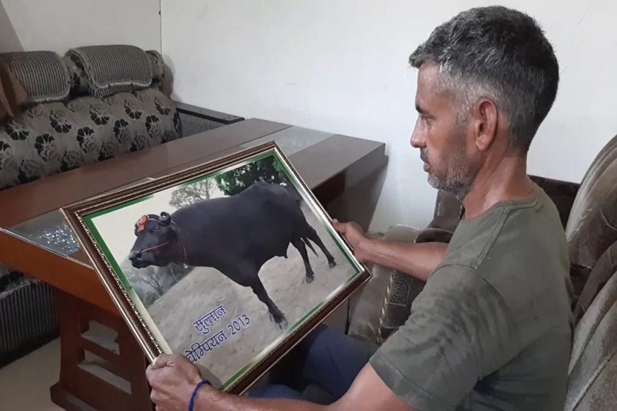 Death of Sultan Bull: હરિયાણાના (Haryana) કૈથલ જિલ્લામાં (Kaithal District) એક એવો પાડો (Bull) હતો જેના શોખ પણ નવાબી હતા. થોડાક દિવસ પહેલા હાર્ટ અટેક (Heart Attack) આવવાથી તેનું મોત થયું. આ પાડાનું નામ હતું સુલ્તાન (Sultan Bull). કૈથલના બુઢાખેડા ગામના સુલ્તાન પાડાએ કૈથલ ઉપરાંત સમગ્ર હરિયાણાનું નામ રોશન કર્યું હતું. તેના માલિક નરેશનું કહેવું છે કે સુલ્તાન જેવા ન કોઈ હતો અને કદાચ ભવિષ્યમાં ન કોઈ હશે. તેના કારણે આજે સમગ્ર ઉત્તર હરિયાણામાં લોકો અમને ઓળખે છે. Death of Sultan Bull: હરિયાણાના (Haryana) કૈથલ જિલ્લામાં (Kaithal District) એક એવો પાડો (Bull) હતો જેના શોખ પણ નવાબી હતા. થોડાક દિવસ પહેલા હાર્ટ અટેક (Heart Attack) આવવાથી તેનું મોત થયું. આ પાડાનું નામ હતું સુલ્તાન (Sultan Bull). કૈથલના બુઢાખેડા ગામના સુલ્તાન પાડાએ કૈથલ ઉપરાંત સમગ્ર હરિયાણાનું નામ રોશન કર્યું હતું. તેના માલિક નરેશનું કહેવું છે કે સુલ્તાન જેવા ન કોઈ હતો અને કદાચ ભવિષ્યમાં ન કોઈ હશે. તેના કારણે આજે સમગ્ર ઉત્તર હરિયાણામાં લોકો અમને ઓળખે છે.