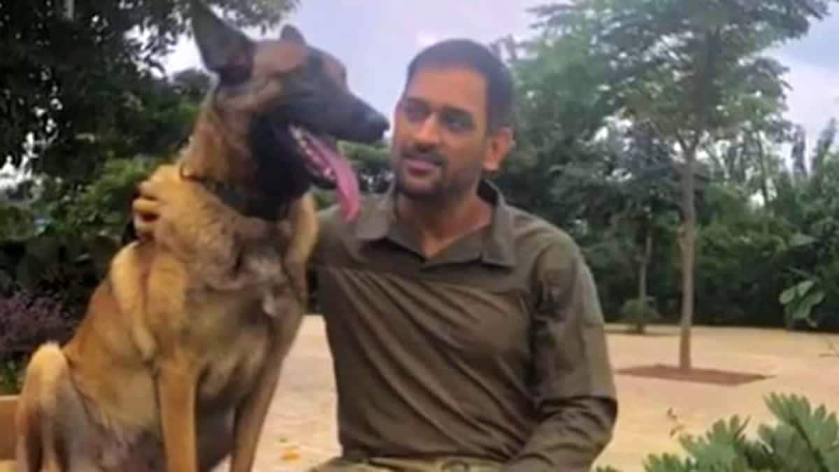 એમએસ ધોનીનુ પેટ ડોગ (MS dhoni Dog) : ભૂતપૂર્વ ભારતીય સુકાની એમએસ ધોની પાસે ઘણા પાલતુ ડોગ છે. તેણે અન્ય પાલતુ પ્રાણીઓમાં જર્મન શેફાર્ડ, લેબ્રાડોર અને વેઇમારાનર પાળ્યા છે. ધોની ક્યારેક પોતાની સોશિયલ મીડિયા પ્રોફાઇલ પર પોતાના પાલતુ પ્રાણીઓની તસવીરો શેર કરે છે. એક પોસ્ટમાં તેમણે લખ્યું હતું કે, " હગ, ટ્રેનિંગ, પ્રેક્ટિસ કરાવવી અને બદલામાં બિનશરતી પ્રેમ મેળવવો એ અમૂલ્ય છે." એમએસ ધોનીનુ પેટ ડોગ (MS dhoni Dog) : ભૂતપૂર્વ ભારતીય સુકાની એમએસ ધોની પાસે ઘણા પાલતુ ડોગ છે. તેણે અન્ય પાલતુ પ્રાણીઓમાં જર્મન શેફાર્ડ, લેબ્રાડોર અને વેઇમારાનર પાળ્યા છે. ધોની ક્યારેક પોતાની સોશિયલ મીડિયા પ્રોફાઇલ પર પોતાના પાલતુ પ્રાણીઓની તસવીરો શેર કરે છે. એક પોસ્ટમાં તેમણે લખ્યું હતું કે, " હગ, ટ્રેનિંગ, પ્રેક્ટિસ કરાવવી અને બદલામાં બિનશરતી પ્રેમ મેળવવો એ અમૂલ્ય છે."