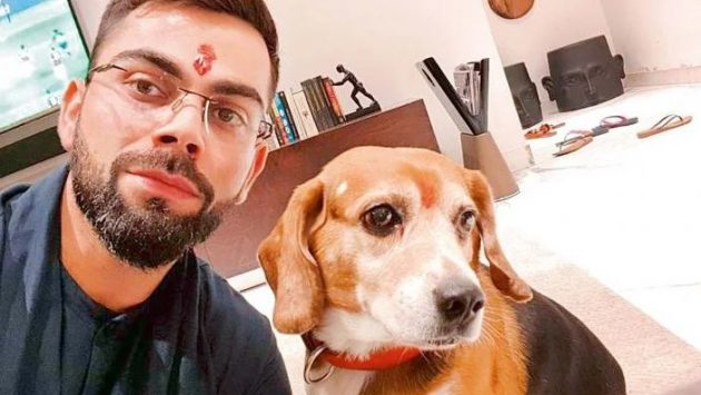 વિરાટ કોહલીનુ પેટ ડોગ (Virat Kohli Dog), બ્રુનો અને ડૂડ (Bruno, dude) : ભારતીય ક્રિકેટર વિરાટ કોહલીએ ગયા વર્ષે પોતાનો પાલતુ ડોગ બ્રુનો ગુમાવ્યો હતો. હાલ અનુષ્કા શર્મા અને વિરાટ કોહલી ડૂડ નામનું નવું પેટ લાવ્યા છે. વિરાટ કોહલીનુ પેટ ડોગ (Virat Kohli Dog), બ્રુનો અને ડૂડ (Bruno, dude) : ભારતીય ક્રિકેટર વિરાટ કોહલીએ ગયા વર્ષે પોતાનો પાલતુ ડોગ બ્રુનો ગુમાવ્યો હતો. હાલ અનુષ્કા શર્મા અને વિરાટ કોહલી ડૂડ નામનું નવું પેટ લાવ્યા છે.