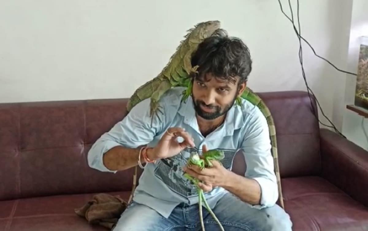 અડાજણ ખાતે લેડીઝ સલૂન ચલાવતા ગણેશ સેન દ્વારા આ ગરોળીઓને પોતાના સેલુંનમાં મુકવામાં આવી છે. જ્યાં સલૂનમાં ઘરના સભ્યોની જેમ જ આ ગરોળીયો ગણેશની સાથે હળીમળી ગઈ છે. અડાજણ ખાતે લેડીઝ સલૂન ચલાવતા ગણેશ સેન દ્વારા આ ગરોળીઓને પોતાના સેલુંનમાં મુકવામાં આવી છે. જ્યાં સલૂનમાં ઘરના સભ્યોની જેમ જ આ ગરોળીયો ગણેશની સાથે હળીમળી ગઈ છે.
