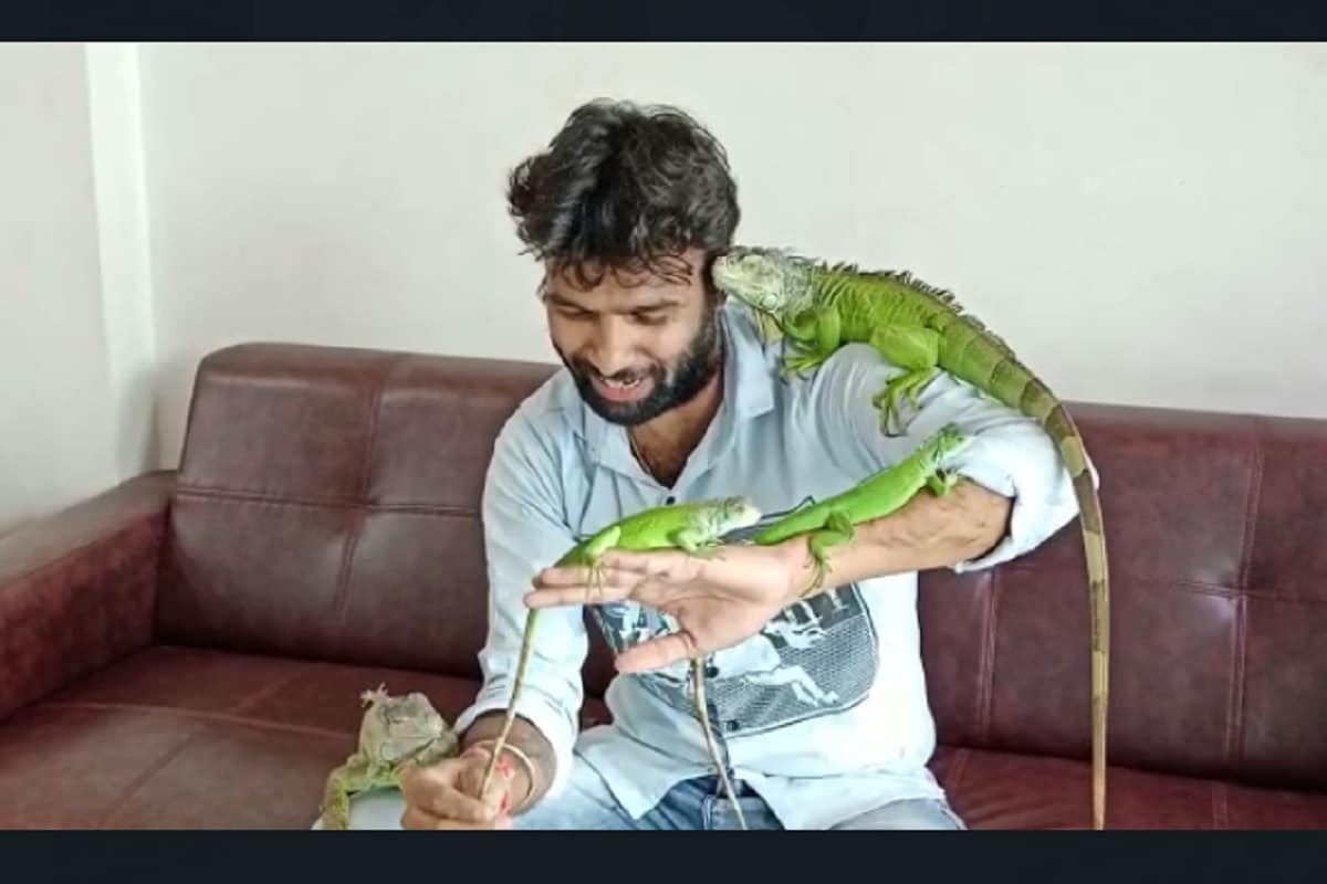 કિર્તેશ પટેલ, સુરત : શું તમે ક્યારેય સાંભળ્યું છે કે, કોઈને ગરોળી (Iguana species) પાળવાનોય શોખ રાખે છે? પરંતુ અમે તમને બતાવીશું કે, સુરતના (Surat) અડાજણ વિસ્તારમાં એક લેડીઝ સલૂન ચલાવતા યુવક ગણેશ સેનેએ (Saloon Owner Ganesh Sene) એક નહિ,બે નહીં પરંતુ નવ જેટલી ઈગવાના પ્રજાતિની ગરોળીઓ પાળી છે. જે ગરોળીઓ ઇગવાના પ્રજાતિની છે. જે ગરોળીઓ આમ તો, ગુજરાતમાં જોવા મળતી નથી પરંતુ આ ગરોળિઓ મોટાભાગે અમેરિકાના ફ્લોરિડામાં જોવા મળે છે. સુરતના અડાજણ વિસ્તારમાં લેડીઝ સલૂન ચલાવતા યુવકે બે ફૂટથી માંડી પાંચ ફૂટ સુધીની ઇગવાના પ્રજાતિની ગરોળી પાળી છે. જે ગરોળીઓ જોઈ લેડીઝ સલૂનમાં આવતી મહિલાઓ પણ એક સમયે અચંબામાં પડી જાય છે. કિર્તેશ પટેલ, સુરત : શું તમે ક્યારેય સાંભળ્યું છે કે, કોઈને ગરોળી (Iguana species) પાળવાનોય શોખ રાખે છે? પરંતુ અમે તમને બતાવીશું કે, સુરતના (Surat) અડાજણ વિસ્તારમાં એક લેડીઝ સલૂન ચલાવતા યુવક ગણેશ સેનેએ (Saloon Owner Ganesh Sene) એક નહિ,બે નહીં પરંતુ નવ જેટલી ઈગવાના પ્રજાતિની ગરોળીઓ પાળી છે. જે ગરોળીઓ ઇગવાના પ્રજાતિની છે. જે ગરોળીઓ આમ તો, ગુજરાતમાં જોવા મળતી નથી પરંતુ આ ગરોળિઓ મોટાભાગે અમેરિકાના ફ્લોરિડામાં જોવા મળે છે. સુરતના અડાજણ વિસ્તારમાં લેડીઝ સલૂન ચલાવતા યુવકે બે ફૂટથી માંડી પાંચ ફૂટ સુધીની ઇગવાના પ્રજાતિની ગરોળી પાળી છે. જે ગરોળીઓ જોઈ લેડીઝ સલૂનમાં આવતી મહિલાઓ પણ એક સમયે અચંબામાં પડી જાય છે.
