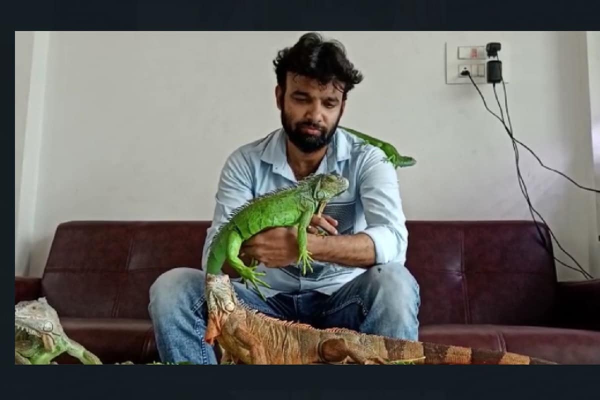 સામાન્ય રીતે લોકો શ્વાન, બિલાડી,જેવા પ્રાણીઓ પાળતા હોય છે. પરંતુ સુરતના અડાજણ વિસ્તારમાં લેડીઝ સલૂન ચલાવતા ગણેશ સેન નામના યુવકે એક નહીં, બે નહીં પરંતુ નવ નવ ઇગવાના ગરોળીઓ પાળી છે. જેમાં બે ફૂટથી માંડી પાંચ ફૂટ સુધીની ઇગવાના ગરોળીઓ છે. તેઓ આ ગરોળીઓનો છેલ્લા સાત વર્ષથી ઉછેર કરતા આવ્યા છે. તમે વિચારતા હશો કે, વળી કોઈ ગરોળીઓ પણ પાલતું હશે કે કેમ ? પરંતુ આ તદ્દન સાચી વાત છે. સામાન્ય રીતે લોકો શ્વાન, બિલાડી,જેવા પ્રાણીઓ પાળતા હોય છે. પરંતુ સુરતના અડાજણ વિસ્તારમાં લેડીઝ સલૂન ચલાવતા ગણેશ સેન નામના યુવકે એક નહીં, બે નહીં પરંતુ નવ નવ ઇગવાના ગરોળીઓ પાળી છે. જેમાં બે ફૂટથી માંડી પાંચ ફૂટ સુધીની ઇગવાના ગરોળીઓ છે. તેઓ આ ગરોળીઓનો છેલ્લા સાત વર્ષથી ઉછેર કરતા આવ્યા છે. તમે વિચારતા હશો કે, વળી કોઈ ગરોળીઓ પણ પાલતું હશે કે કેમ ? પરંતુ આ તદ્દન સાચી વાત છે.