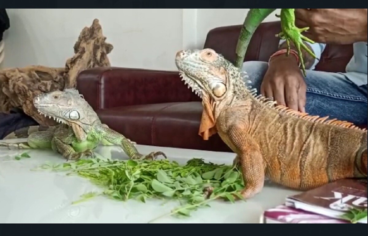 અડાજણના ગણેશ સેન દ્વારા અલગ અલગ રંગની નવ જેટલી ગરોળીઓ પાળી છે. જેમાં ત્રણ મોટી અને છ નાની ગરોળીઓ છે. સામાન્ય રીતે ઇગવાના પ્રજાતિની આ ગરોળીઓ તમને ગુજરાતમાં જોવા નહીં મળી શકે. કારણ કે, આવી ગરોળી તમને માત્ર અમેરિકાના ફ્લોરિડામાં જ જોવા મળી શકે છે. અડાજણના ગણેશ સેન દ્વારા અલગ અલગ રંગની નવ જેટલી ગરોળીઓ પાળી છે. જેમાં ત્રણ મોટી અને છ નાની ગરોળીઓ છે. સામાન્ય રીતે ઇગવાના પ્રજાતિની આ ગરોળીઓ તમને ગુજરાતમાં જોવા નહીં મળી શકે. કારણ કે, આવી ગરોળી તમને માત્ર અમેરિકાના ફ્લોરિડામાં જ જોવા મળી શકે છે.