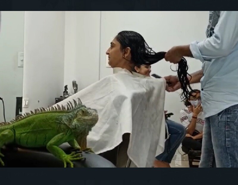 ઇગવાના ગરોળીઓમાં પણ બે અલગ અલગ પ્રજાતિની ગરોળીઓ આવે છે.જેમાં વેજિટેરિયન અને માંસાહારી ગરોળીઓનો સમાવેશ થાય છે. જ્યાં અડાજણના ગણેશ સેન દ્વારા ઇગવાના પ્રજાતિની શાકાહારી અને શાંતિપ્રિય ગરોળીઓ પાળવામાં આવી છે. જે માત્ર સરગવાના પાન, કેળા, પપૈયું, કોળું અને કેરી જેવી ચીજવસ્તુઓ જ ખોરાકમાં આરોગે છે. ઇગવાના ગરોળીઓમાં પણ બે અલગ અલગ પ્રજાતિની ગરોળીઓ આવે છે.જેમાં વેજિટેરિયન અને માંસાહારી ગરોળીઓનો સમાવેશ થાય છે. જ્યાં અડાજણના ગણેશ સેન દ્વારા ઇગવાના પ્રજાતિની શાકાહારી અને શાંતિપ્રિય ગરોળીઓ પાળવામાં આવી છે. જે માત્ર સરગવાના પાન, કેળા, પપૈયું, કોળું અને કેરી જેવી ચીજવસ્તુઓ જ ખોરાકમાં આરોગે છે.