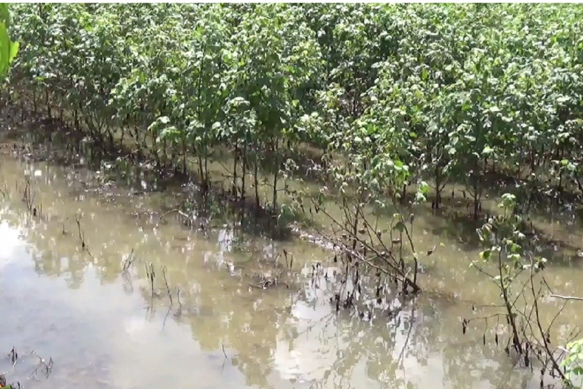 મુનાફ બકાલી, જેતપુર: સૌરાષ્ટ્રમાં (Rainfall in Saurashtra) આ વખતે ચોમાસાની (monsoon 2021) શરૂઆતમાં અનાવૃષ્ટિ દુષ્કાળ જેવી હાલત હતી પરંતુ છેલ્લા દિવસોમાં વરસેલા વરસાદે અહીં અતિવૃષ્ટિ જેવી હાલત કરી નાખી છે. રાજકોટ જિલ્લાના જેતપુર તાલુકાના જેપુર વારાડુંગરા ગામના ખેડૂતો માટે તો અતિ વરસાદ હાલ મુશ્કેલી સર્જી છે. અહીં સતત વરસેલા વરસાદને કારણે ખેતરોમાં પાણી ભરાઈ ગયા છે, હજારો વીઘા જેટલા વિસ્તારમાં પાક ધોવાણ સાથે મોટી નુકસાની સહન કરવાનો વારો આવ્યો છે. મુનાફ બકાલી, જેતપુર: સૌરાષ્ટ્રમાં (Rainfall in Saurashtra) આ વખતે ચોમાસાની (monsoon 2021) શરૂઆતમાં અનાવૃષ્ટિ દુષ્કાળ જેવી હાલત હતી પરંતુ છેલ્લા દિવસોમાં વરસેલા વરસાદે અહીં અતિવૃષ્ટિ જેવી હાલત કરી નાખી છે. રાજકોટ જિલ્લાના જેતપુર તાલુકાના જેપુર વારાડુંગરા ગામના ખેડૂતો માટે તો અતિ વરસાદ હાલ મુશ્કેલી સર્જી છે. અહીં સતત વરસેલા વરસાદને કારણે ખેતરોમાં પાણી ભરાઈ ગયા છે, હજારો વીઘા જેટલા વિસ્તારમાં પાક ધોવાણ સાથે મોટી નુકસાની સહન કરવાનો વારો આવ્યો છે.