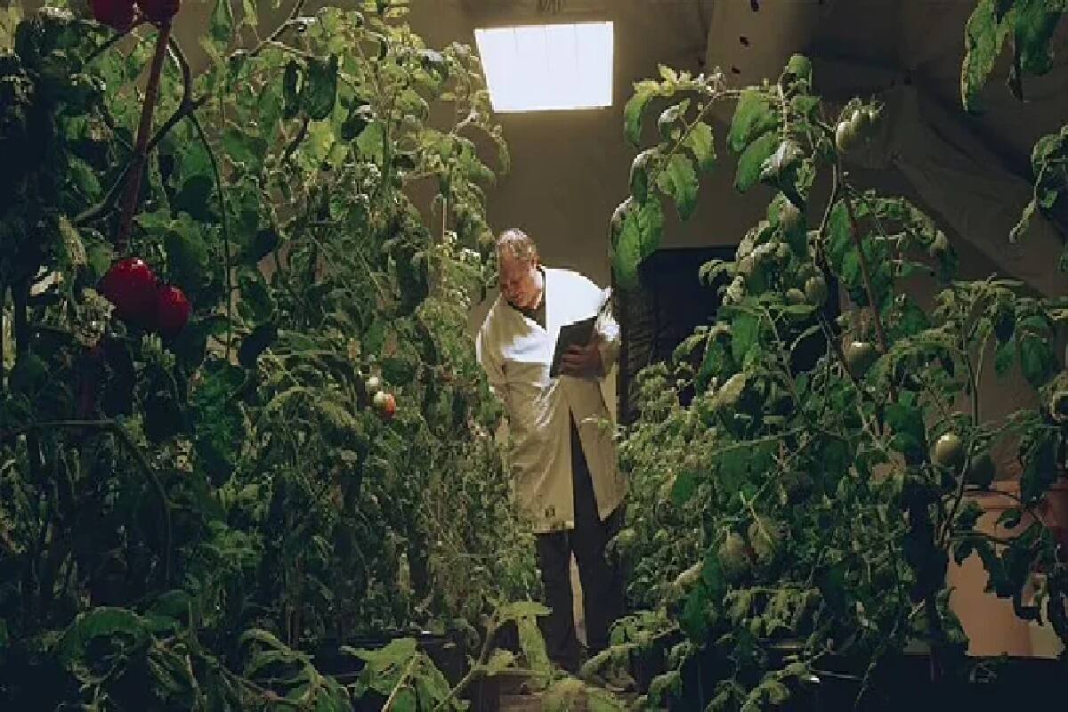  હાઇન્ઝ (Heinz Ketchup)એ આ ટમેટાથી ‘માર્સ એડિશન’ (Mars)વાળું કેચઅપ તૈયાર કર્યું છે. કંપનીનું કહેવું છે કે આ કેચઅપનો સ્વાદ નોર્મલ વર્ઝન કરતાં અલગ છે. હાઇન્ઝે માર્સ વર્ઝન કેચઅપની બોટલને અંતરિક્ષમાં પણ મૂકી, જ્યાં આ બોટલ -94 ડિગ્રી તાપમાન પર રહી. ત્યારબાદ એ ધરતી પર પાછી ફરી. (Image- AP)