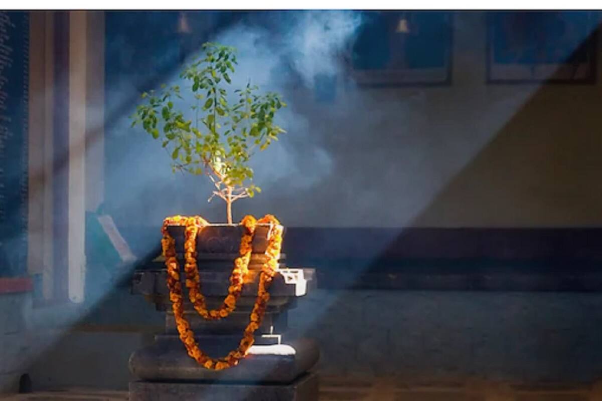  નવી દિલ્હીઃ તુલસીના પાન (Tulsi Leaves)માં અનેક ઔષધીય ગુણો હોય છે. આયુર્વેદ અનુસાર તુલસીના પાનનું સેવન રોગપ્રતિકારક શક્તિ વધારવાથી લઈને અનેક સ્વાસ્થ્ય સમસ્યાઓમાં ફાયદાકારક છે, પરંતુ તમારે તુલસીના પાંદડાના સેવનમાં પણ કેટલીક બાબતોનું ધ્યાન રાખવું જોઈએ. મોટી માત્રામાં તુલસીના પાન (Tulsi Leaves Side Effects)નું સેવન કરવું ખતરનાક બની શકે છે.