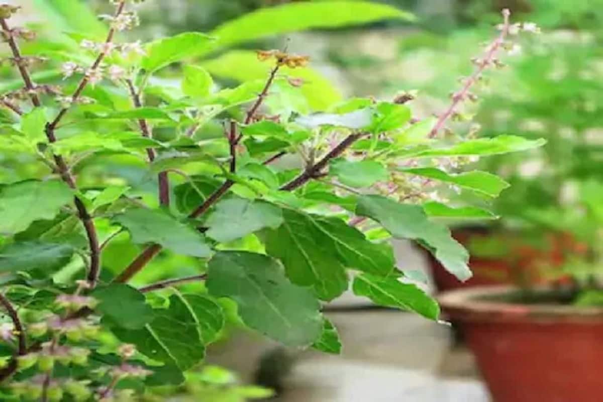  તુલસીનું યોગ્ય માત્રામાં સેવન કરવું ફાયદાકારક છે, પરંતુ વધુ માત્રામાં તેનું સેવન કરવાથી પુરુષોમાં શુક્રાણુઓની સંખ્યા ઓછી થઈ શકે છે. NCBIના રિપોર્ટ અનુસાર, તુલસીના પાનમાં એન્ટિ-ફર્ટિલિટી ગુણ જોવા મળે છે. જો તમે તુલસીના વધુ પાન ખાઓ છો, તો તે શુક્રાણુઓની સંખ્યાને અસર કરી શકે છે.